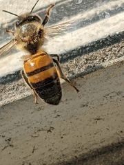 Apis mellifera