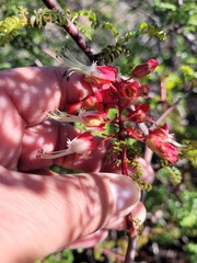 Erythrophysa alata