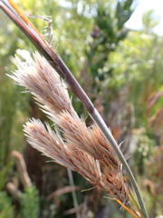 Thamnochortus cinereus