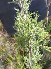 Thamnochortus cinereus