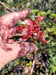 Erythrophysa alata