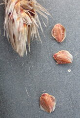 Thamnochortus cinereus