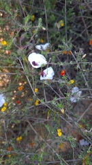 Pelargonium tricolor