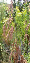 Thamnochortus cinereus
