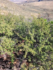 Erythrophysa alata