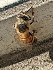 Apis mellifera