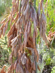 Thamnochortus cinereus