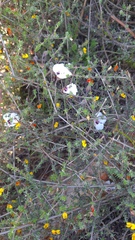 Pelargonium tricolor