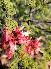 Erythrophysa alata