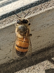 Apis mellifera