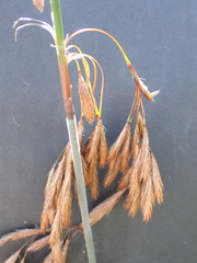 Thamnochortus cinereus