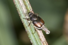 Liparetrus