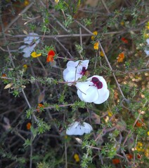 Pelargonium tricolor
