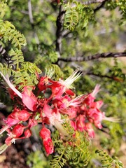 Erythrophysa alata