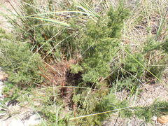 Thamnochortus cinereus