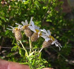 Athrixia heterophylla