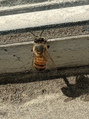 Apis mellifera