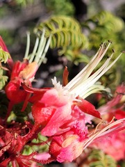 Erythrophysa alata