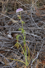 Trachymene glaucifolia