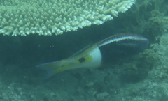 Parupeneus barberinoides