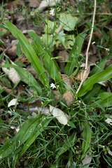 Chlorophytum modestum