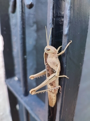 Acanthacris ruficornis