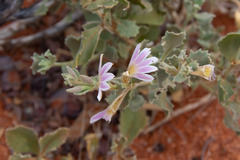 Scaevola