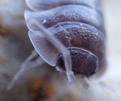 Porcellio obsoletus