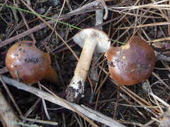 Tricholoma ustaloides