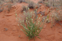 Ptilotus polystachyus