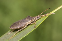 Gelonus tasmanicus