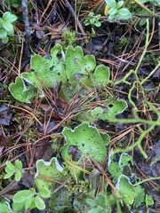 Peltigera aphthosa