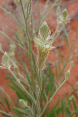Ptilotus polystachyus