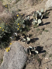 Opuntia basilaris basilaris