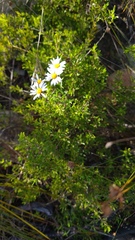 Athrixia heterophylla