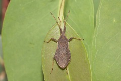 Gelonus tasmanicus