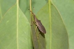 Gelonus tasmanicus