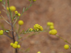 Gnephosis arachnoidea