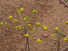 Gnephosis arachnoidea