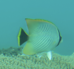 Chaetodon trifascialis