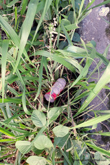 Pleurolobus gangeticus