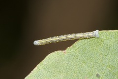 Chlenias banksiaria