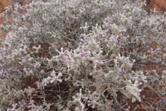 Ptilotus sessilifolius