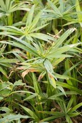 Cyperus albostriatus