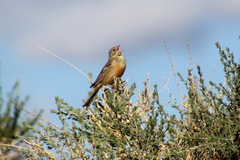 Emberiza hortulana
