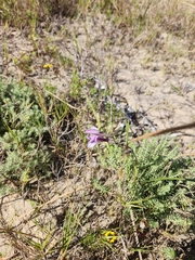 Gladiolus gueinzii