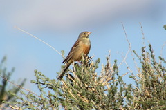 Emberiza hortulana