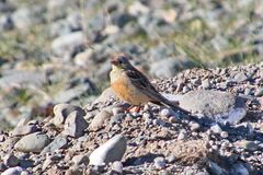 Emberiza hortulana