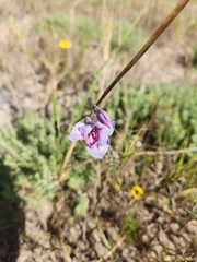 Gladiolus gueinzii