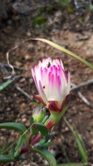 Lampranthus aureus